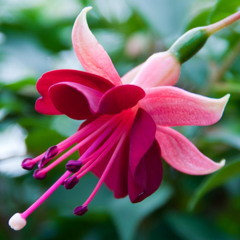 Fuchsia HeRi Trevally | Buy well grown plants from Other Fellow Fuchsias