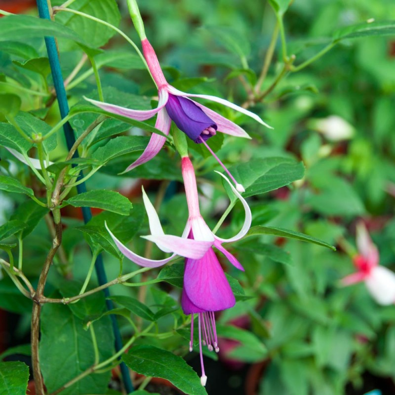 Fuchsia Delicate Blue | Beautiful plants at Other Fellow Fuchsias