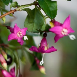 F. encliandra ssp. encliandra