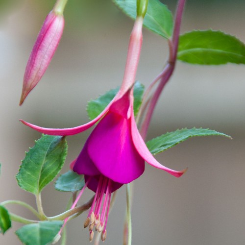 Фуксия frozen tears фото и описание