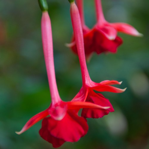 Fuchsia WALZ Harp | Thriving cuttings available from Other Fellow Fuchsias